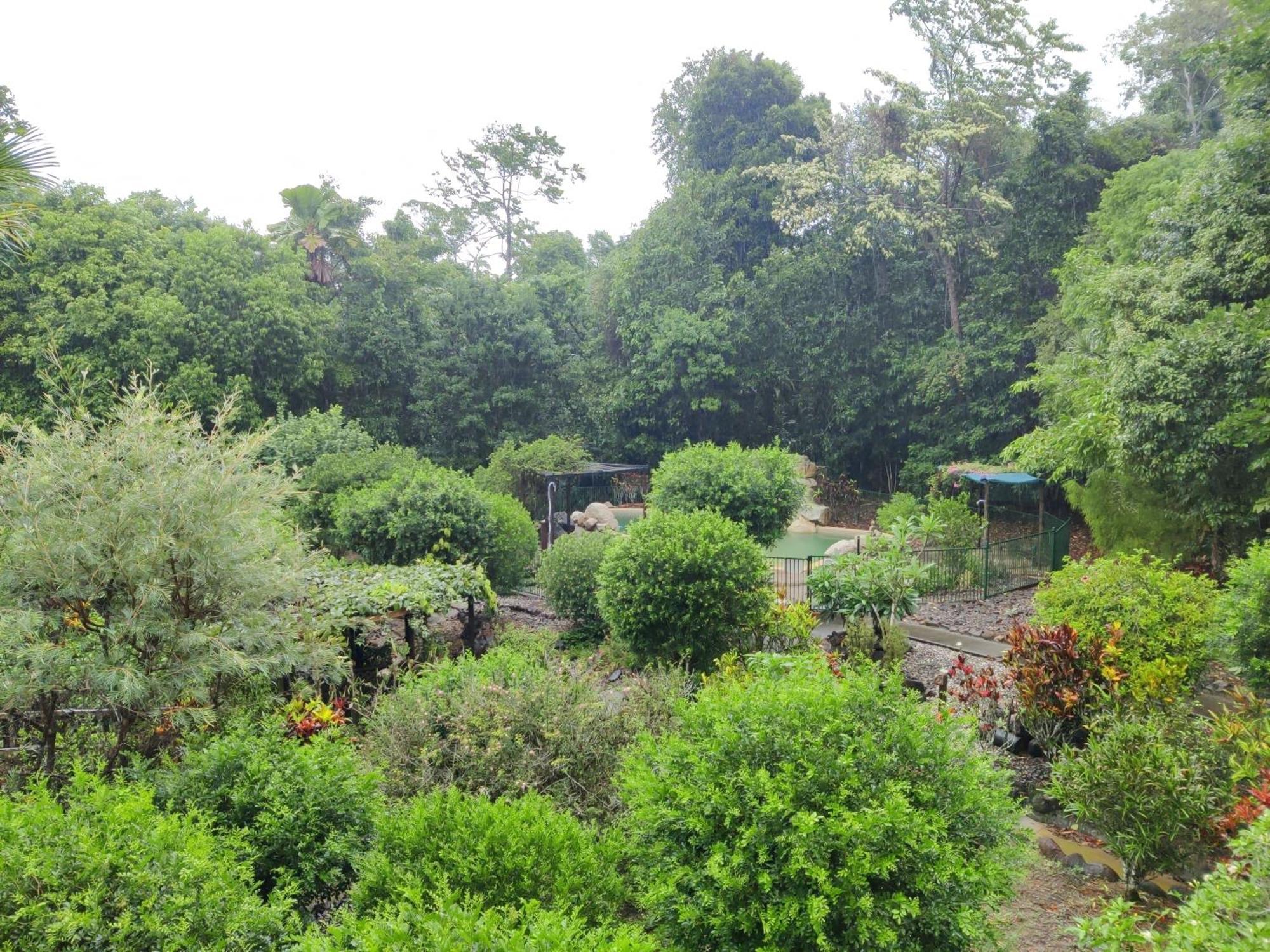 Licuala