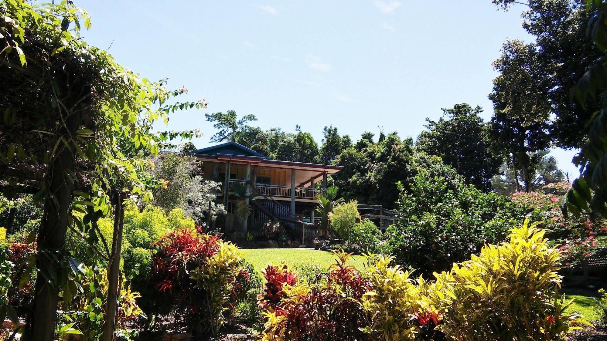 Licuala Mission Beach